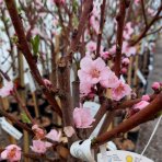 Nektárinka (Prunus nucipersica) ´CALDESI´ - stredne skorá, výška 150-180 cm, obvod kmeňa 4/6 cm, kont. C10L